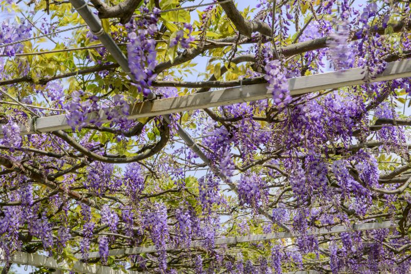 Local Wisteria Planting pros at work