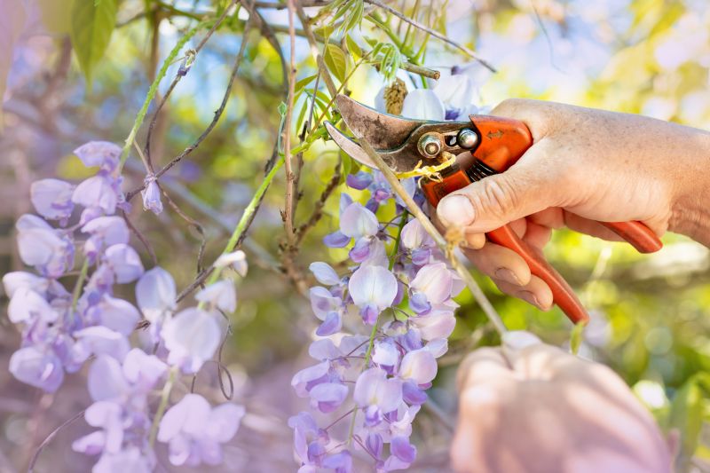 Wisteria Planting