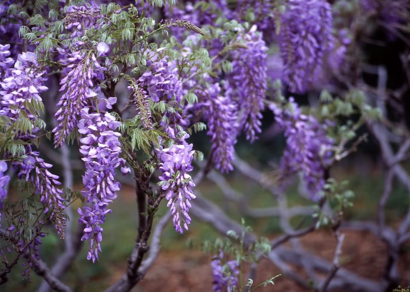 Wisteria Planting