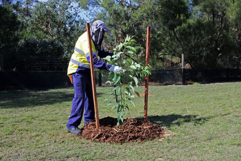 Dogwood Tree Planting in Ventura County, CA