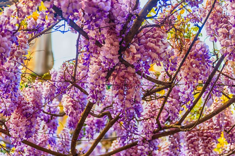 Wisteria Planting detail