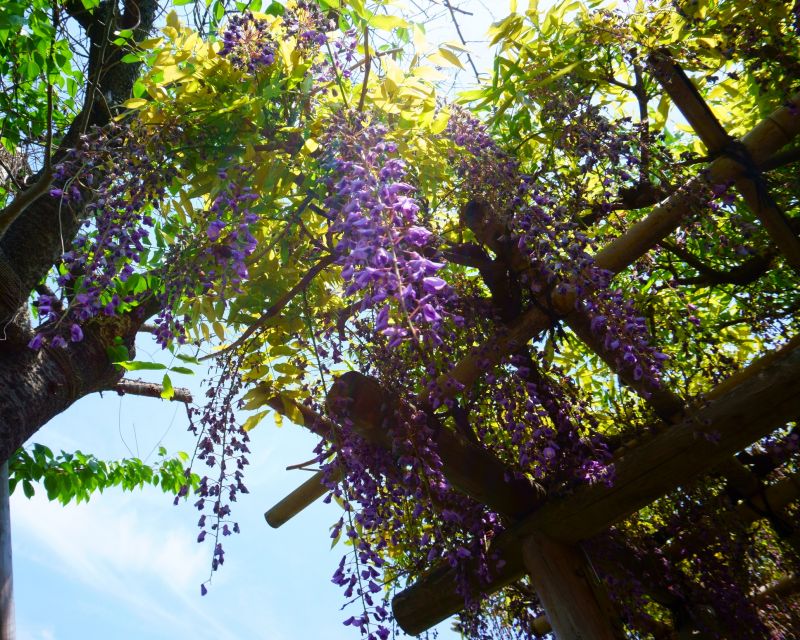 Wisteria Planting detail