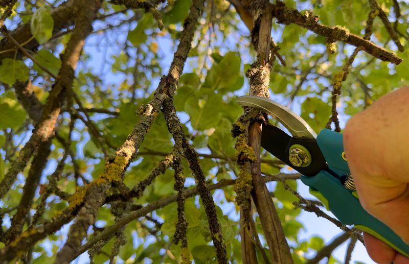 Tree Straightening Service in Reno, NV