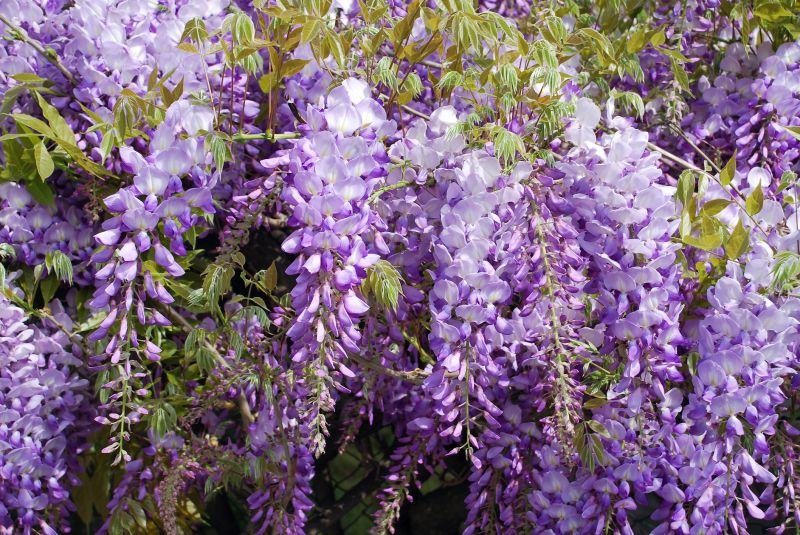 Wisteria Planting